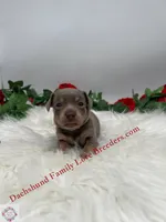 Beautiful boy, a male Miniature Dachshund for sale in Prescott, AZ – 4 of 6