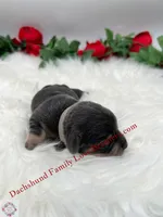 Romeo , a male Miniature Dachshund for sale in Prescott, AZ – 6 of 7