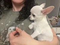 Jiggy , a male Chihuahua for sale in Prescott, AZ – 5 of 6