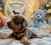 Blue Bear Minature , a male Miniature Dachshund for sale in Prescott, AZ – 4 of 7