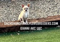 Beautiful boy, a male Chiweenie for sale in Prescott, AZ – 9 of 10