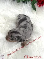 Athena, a female Miniature Dachshund and Chiweenie for sale in Prescott, AZ – 4 of 10
