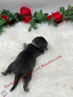 Romeo , a male Miniature Dachshund for sale in Prescott, AZ – 7 of 7
