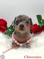 Athena, a female Miniature Dachshund and Chiweenie for sale in Prescott, AZ – 2 of 10