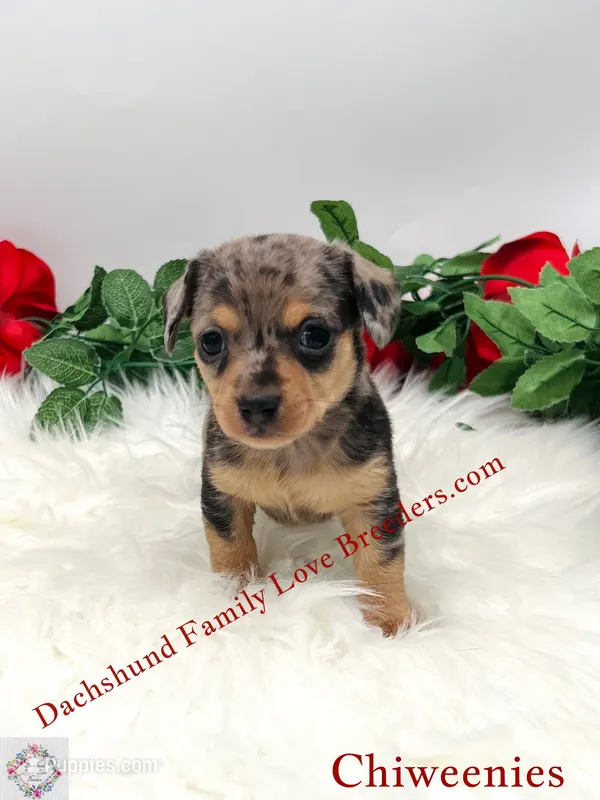 Archy  – Miniature Dachshund, Chiweenie puppy for sale in Prescott, AZ
