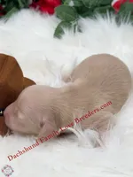 Leo , a male Miniature Dachshund for sale in Prescott, AZ – 2 of 5