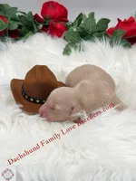 Leo , a male Miniature Dachshund for sale in Prescott, AZ – 3 of 5