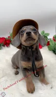 Baby Bear, a male Chiweenie for sale in Prescott, AZ – 1 of 10