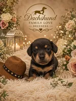 Romeo , a male Miniature Dachshund for sale in Prescott, AZ – 1 of 5