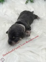 Romeo , a male Miniature Dachshund for sale in Prescott, AZ – 3 of 7