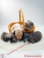 Charming, a male Miniature Dachshund and Chiweenie for sale in Prescott, AZ – 2 of 8