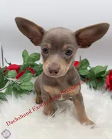 Beautiful boy, a male Chiweenie for sale in Prescott, AZ – 4 of 10