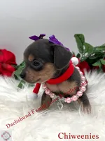 Fancy, a female Miniature Dachshund and Chiweenie for sale in Prescott, AZ – 3 of 7