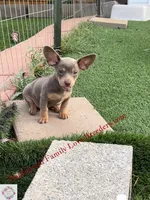 Beautiful boy, a male Chiweenie for sale in Prescott, AZ – 5 of 10