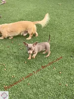 Beautiful boy, a male Chiweenie for sale in Prescott, AZ – 6 of 10