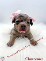 Athena, a female Miniature Dachshund and Chiweenie for sale in Prescott, AZ – 1 of 10