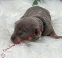 Jagger, a male Miniature Dachshund for sale in Prescott, AZ – 7 of 7