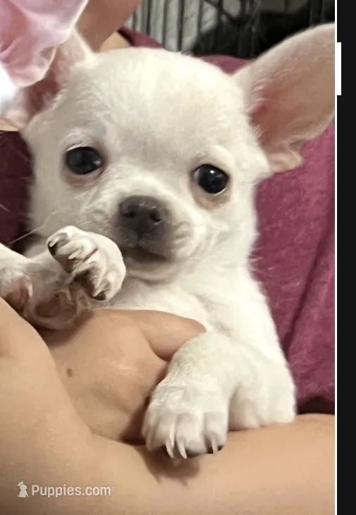 Jiggy  – Chihuahua puppy for sale in Prescott, AZ