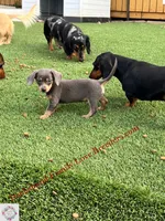 Baby Bear, a male Chiweenie for sale in Prescott, AZ – 5 of 10