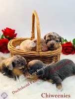 Archy , a male Miniature Dachshund and Chiweenie for sale in Prescott, AZ – 7 of 8