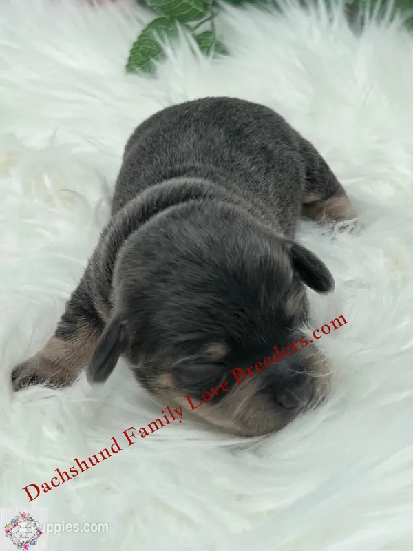 Romeo  – Miniature Dachshund puppy for sale in Prescott, AZ