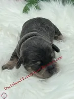 Romeo , a male Miniature Dachshund for sale in Prescott, AZ – 1 of 7