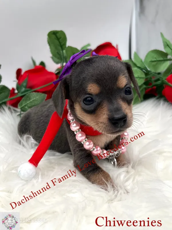 Fancy – Miniature Dachshund, Chiweenie puppy for sale in Prescott, AZ
