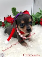 Fancy, a female Miniature Dachshund and Chiweenie for sale in Prescott, AZ – 1 of 7