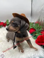Baby Bear, a male Chiweenie for sale in Prescott, AZ – 3 of 10