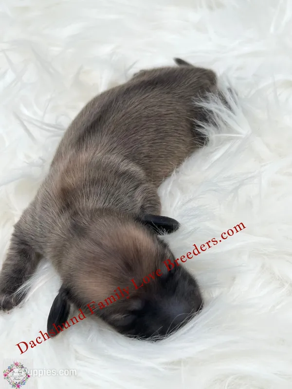 Spirit – Miniature Dachshund puppy for sale in Prescott, AZ
