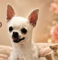 Jiggy , a male Chihuahua for sale in Prescott, AZ – 2 of 6