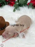 Leo , a male Miniature Dachshund for sale in Prescott, AZ – 1 of 5