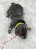 Blue Bear, a male Miniature Dachshund for sale in Prescott, AZ – 4 of 5