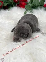 Blue Bear, a male Miniature Dachshund for sale in Prescott, AZ – 3 of 5