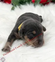 Blue Angel, a female Miniature Dachshund for sale in Prescott, AZ – 3 of 7