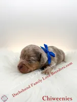 Charming, a male Miniature Dachshund and Chiweenie for sale in Prescott, AZ – 4 of 8