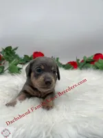 Blue Bear Minature , a male Miniature Dachshund for sale in Prescott, AZ – 5 of 7