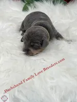 Blue Bear, a male Miniature Dachshund for sale in Prescott, AZ – 5 of 5