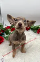 Beautiful boy, a male Chiweenie for sale in Prescott, AZ – 2 of 10