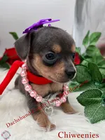 Fancy, a female Miniature Dachshund and Chiweenie for sale in Prescott, AZ – 4 of 7