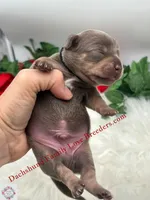 Jagger, a male Miniature Dachshund for sale in Prescott, AZ – 2 of 7