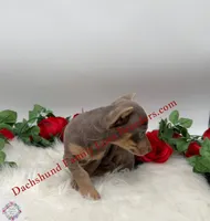 Beautiful boy, a male Chiweenie for sale in Prescott, AZ – 3 of 10