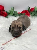 Spirit, a male Miniature Dachshund for sale in Prescott, AZ – 4 of 5