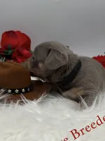 Beautiful boy, a male Miniature Dachshund for sale in Prescott, AZ – 2 of 6