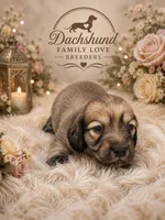 Spirit, a male Miniature Dachshund for sale in Prescott, AZ – 2 of 5