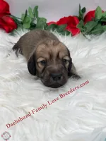 Spirit, a male Miniature Dachshund for sale in Prescott, AZ – 5 of 5