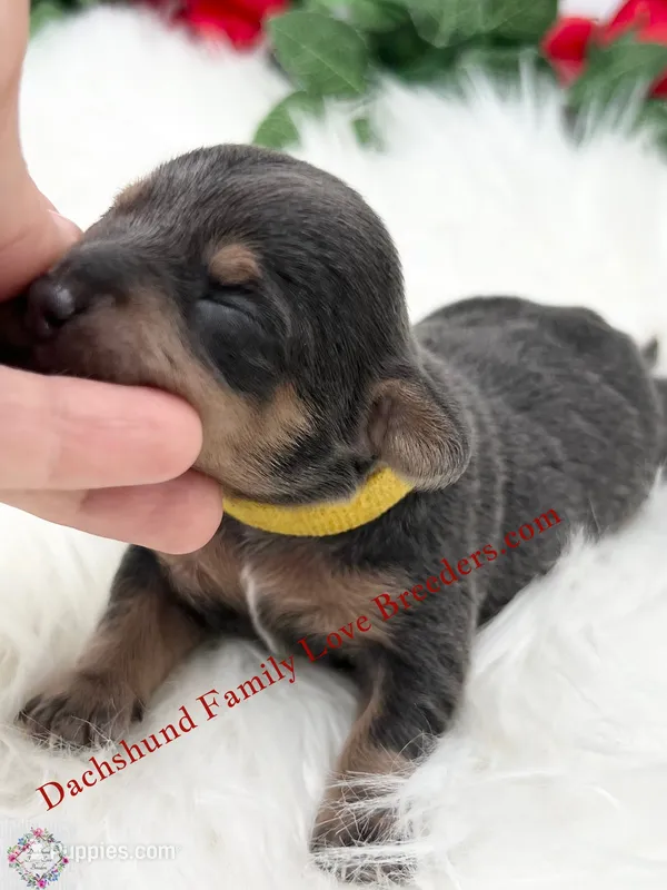 Blue Angel – Miniature Dachshund puppy for sale in Prescott, AZ