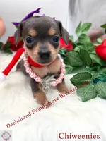 Fancy, a female Miniature Dachshund and Chiweenie for sale in Prescott, AZ – 5 of 7