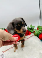 Baby Bear, a male Chiweenie for sale in Prescott, AZ – 2 of 10