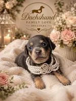 Blue Angel, a female Miniature Dachshund for sale in Prescott, AZ – 1 of 6